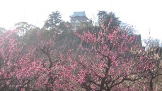 春を告げる梅の香りは心を和ませてくれました。