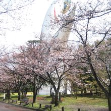 万博記念公園の桜