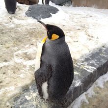 奥にいる茶色いのは、ペンギンの赤ちゃんです。