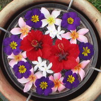 毎朝道のあちこちには花のアートが水瓶に浮かんで癒される。