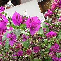 構内は南国の花々が咲き乱れている。