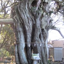 大瀬崎、ビャクシンの巨木