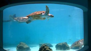 泳ぐウミガメの姿が見られる