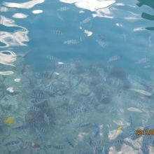 お魚みえるかな？