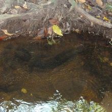 泳ぐヴィシュヌ神