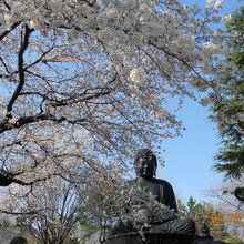 桜の季節の大仏