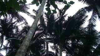 山の中のヤシ群