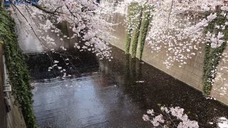 桜の時期は午前中が狙い目
