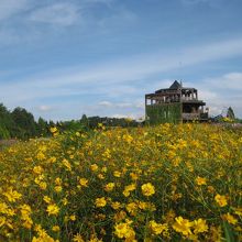 花の広場の黄花コスモス