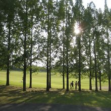 夕日を浴びたメタセコイア