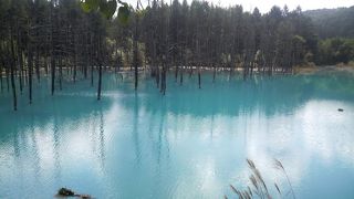 コバルトブルーには目を奪われます