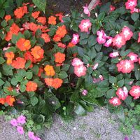 お庭にはたくさんお花が咲いてました。かわいいです。