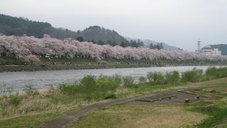 桜の美しさは肉眼で見るに限ります。