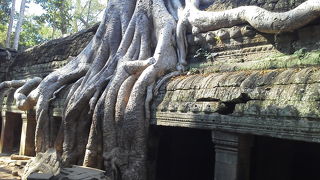 「絞め殺しの木」ガジュマルの凄い生命力