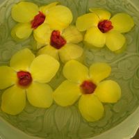 また見つけたお花　どれも素敵です