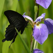 アヤメにクロアゲハ