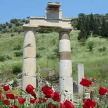 赤いポピーが綺麗だった〜