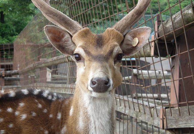 群馬サファリパーク クチコミ アクセス 営業時間 富岡 甘楽 フォートラベル 群馬サファリパーク クチコミ アクセス 営業時間 富岡 甘楽 フォートラベル
