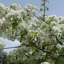 白っぽい桜　きれい