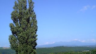 1本の木がそびえ立つ