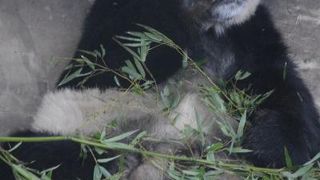 パンダが笹の葉をむしゃむしゃ食べてる姿を見るなら♪この時間に！