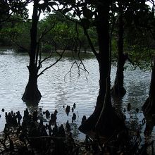 マングローブの森を散歩