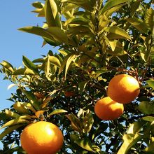 ミカンが美味しそうでした。
