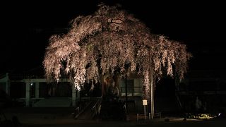 桜の下に何かが・・・いる！！