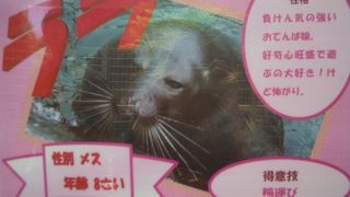 アザラシに名前がついています。