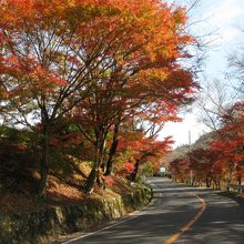 紅葉トンネル