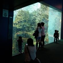 中央の大水槽を覗き込む人々