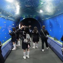 チューブ状の入口付近