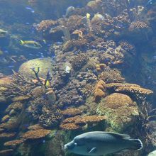 縦長の水槽は迫力たっぷり
