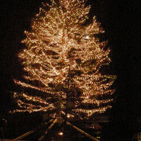 ウイングベイのツリーです