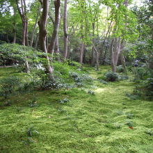 苔がきれい
