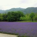 ハイランドふらの　ラベンダーの森