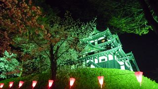 夜桜はいかがですか？
