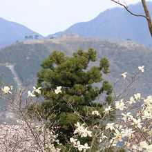 桜咲く立雲峡からの景色です