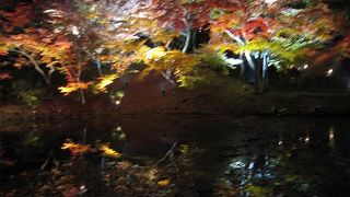 高台寺～秋の紅葉ライトアップ～