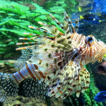 水族館フリーク必見