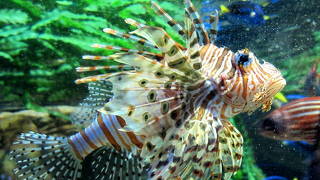 釜山アクアリューム