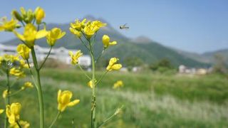 菜の花越しの由布岳の眺め