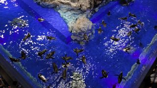 年間パスポートがお得