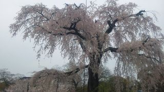 枝垂桜