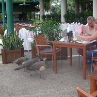 モーニングビュッフェ＆孔雀