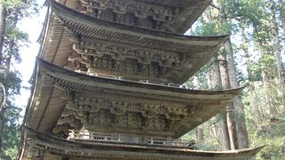 高い木々の間の道を歩きます。