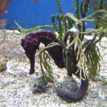 タツノオトシゴ