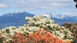 花と眺めがきれい