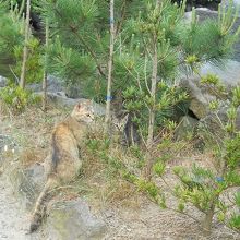 猫があちこちに居ました。