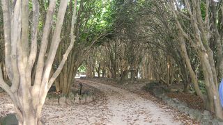 椿のイメージが変わりました。